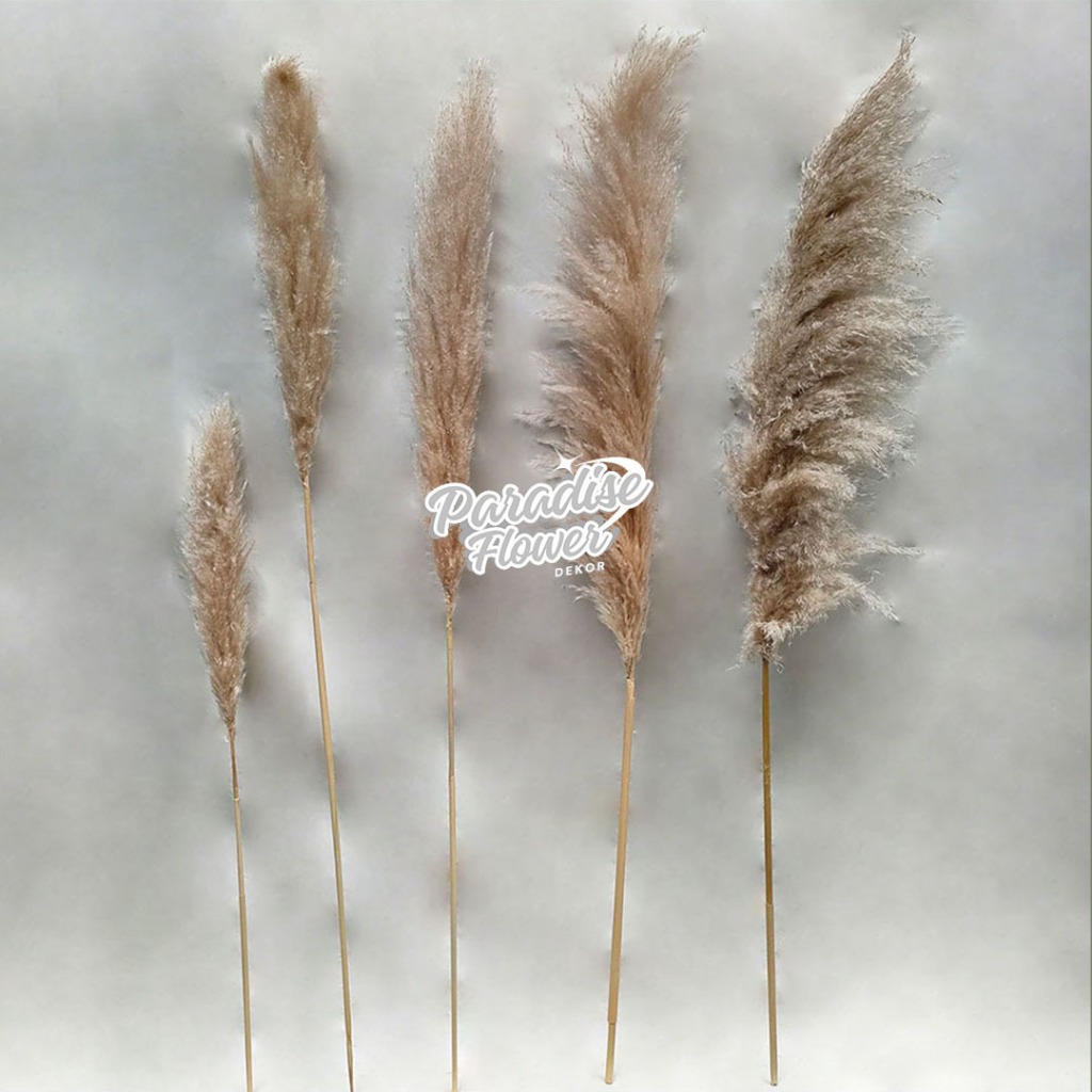 Jual DRIED IMPORT JUMBO CREAMY PAMPAS Grass Bunga Rumput Kering Natural ...