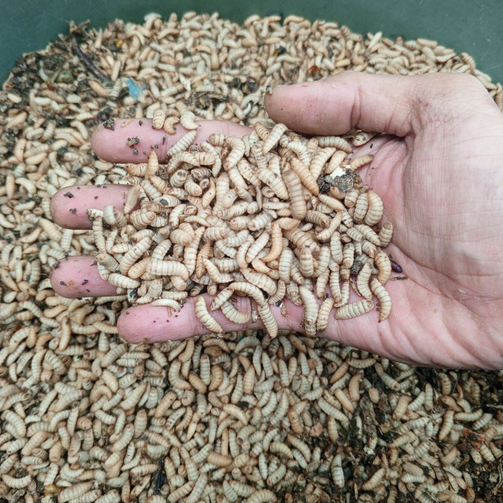 Jual Maggot Hidup/Fresh 500 & 1.000 gram | Shopee Indonesia