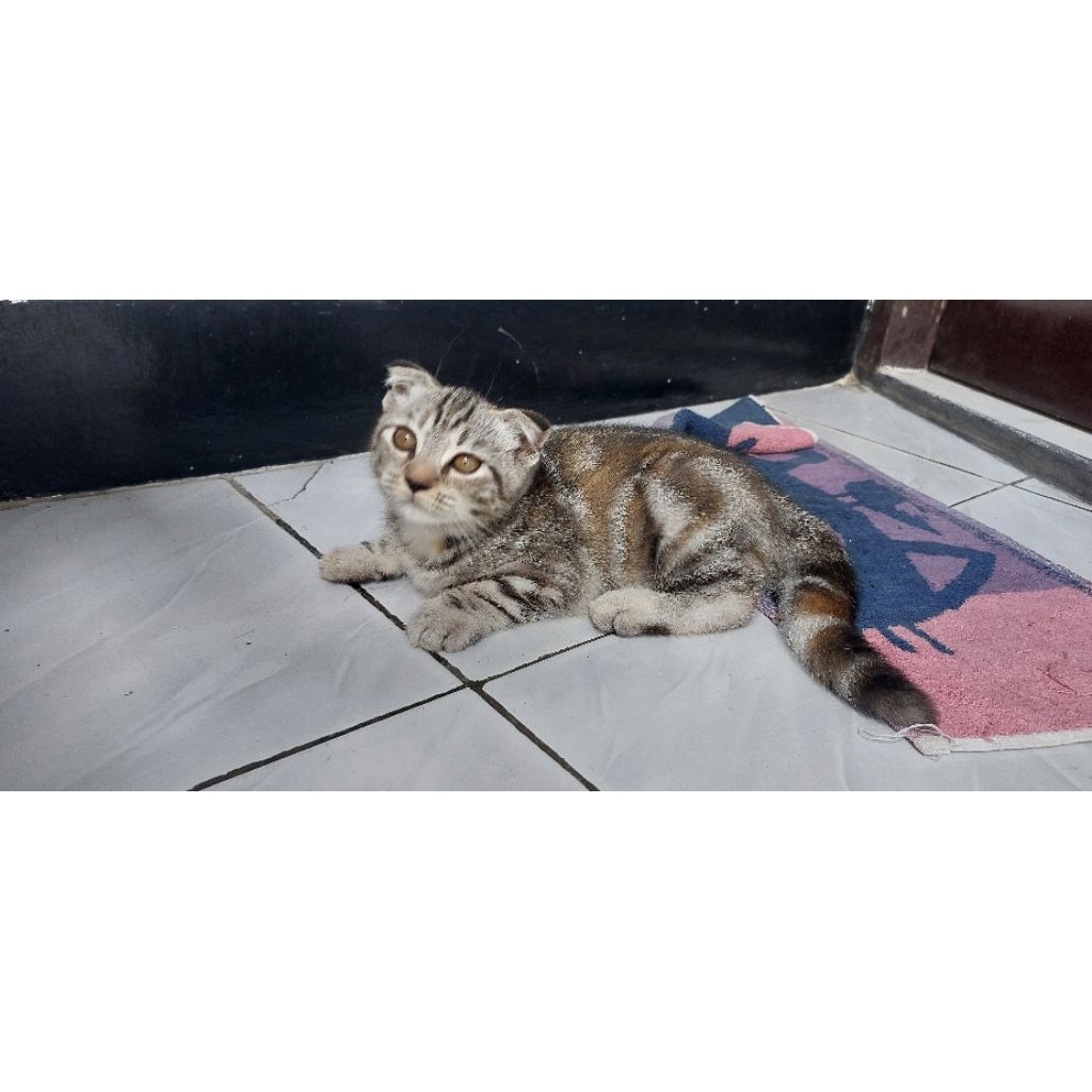 Jual Kucing Scottish fold betina (munchkin ns) | Shopee Indonesia