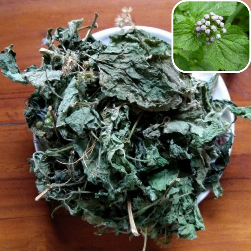 Jual Daun badotan/Babadotan Kering 500 Gram Asli Herbal Alami | Shopee ...