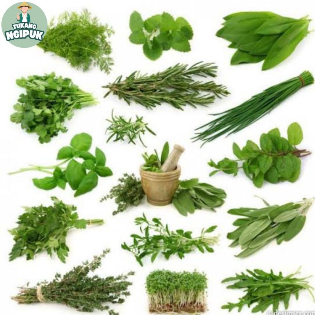 Jual PAKET 500 gram Daun Herbal Tradisional Isi Daun Sirih - Alpukat