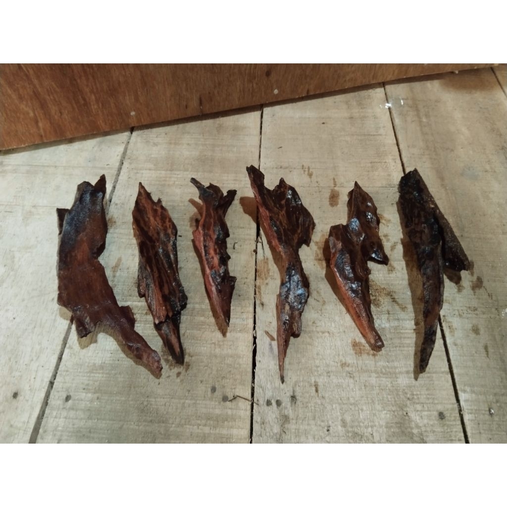 Jual rentek meruncing mini p. 20-25cm tenggelam acuascape/aquarium ...