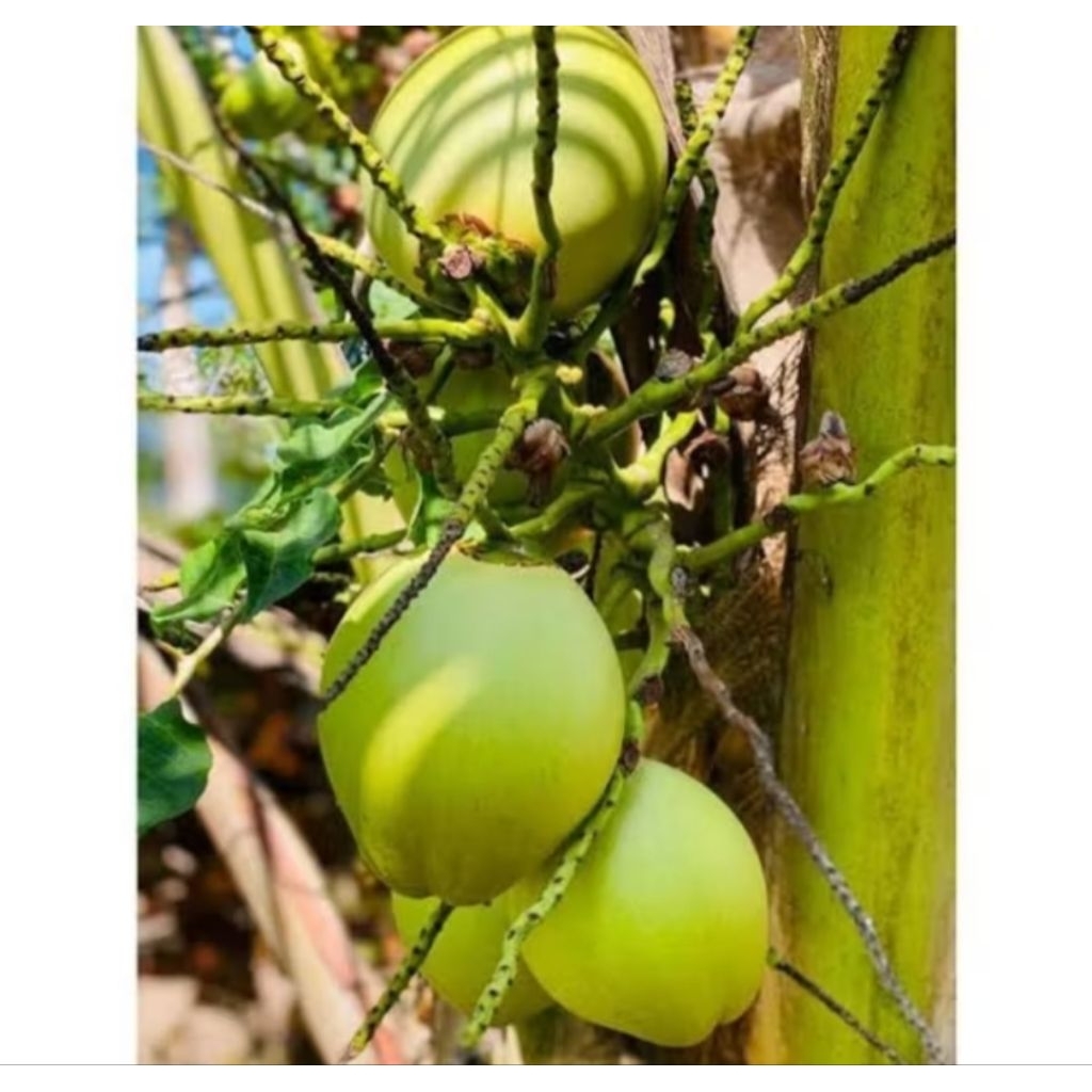 Jual cengkir kelapa/kelapa cengkir | Shopee Indonesia