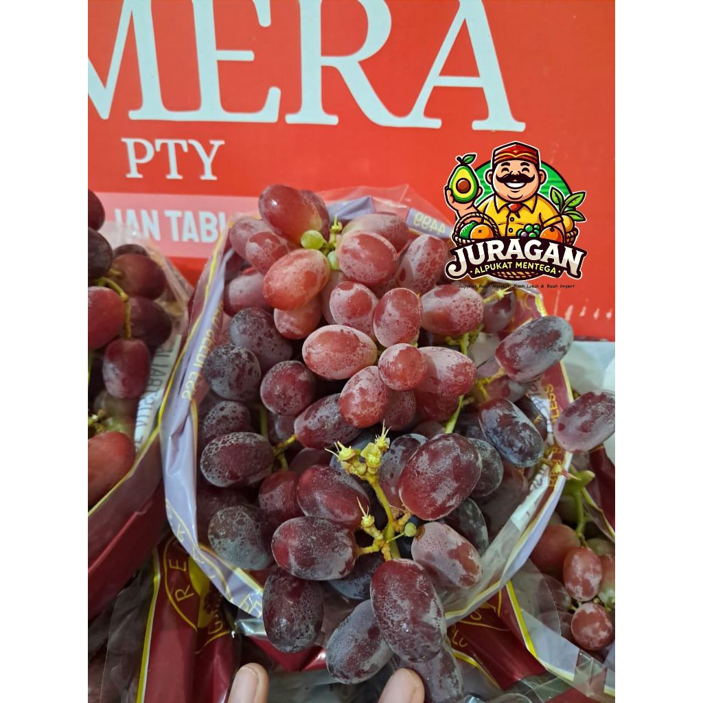 Produk Juragan Alpukat Mentega | Shopee Indonesia