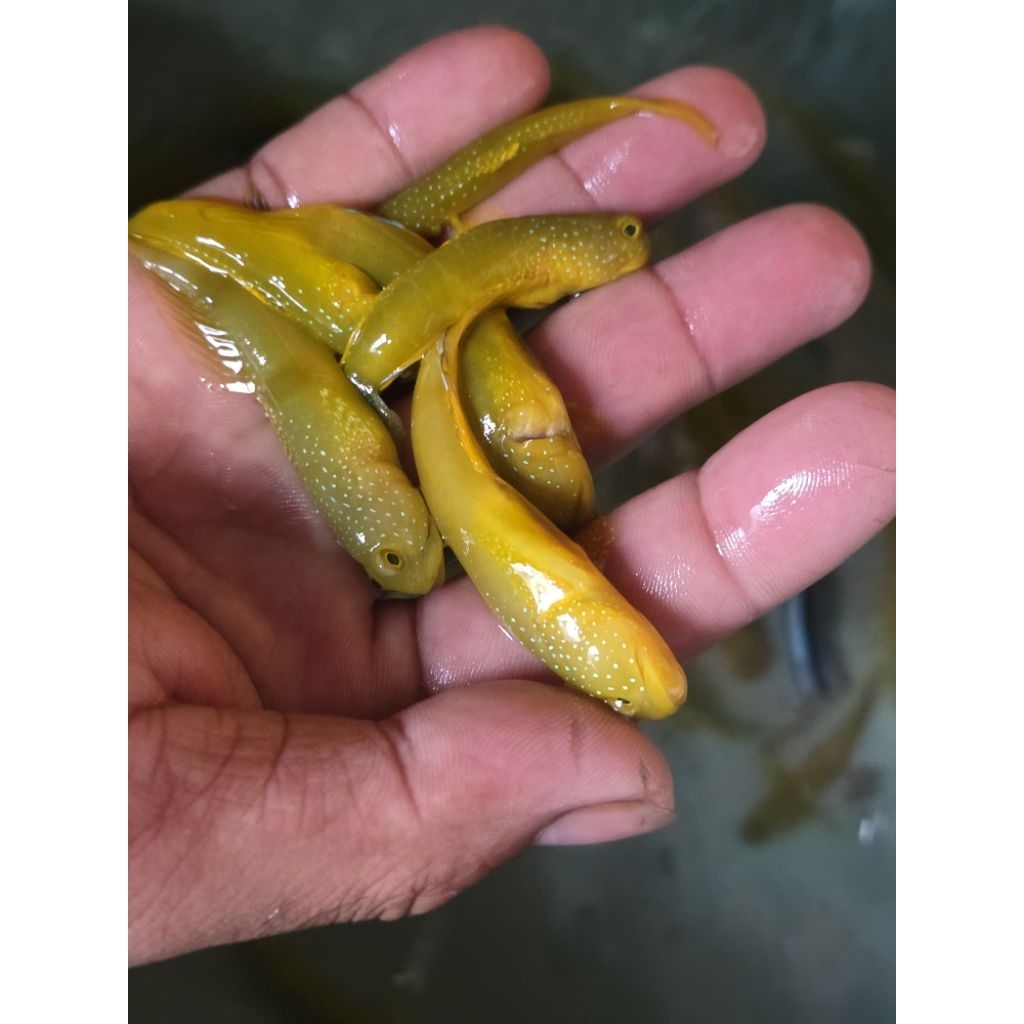 Jual ikan hias laut jabing kuning yellow watchman goby cleaning crew ...