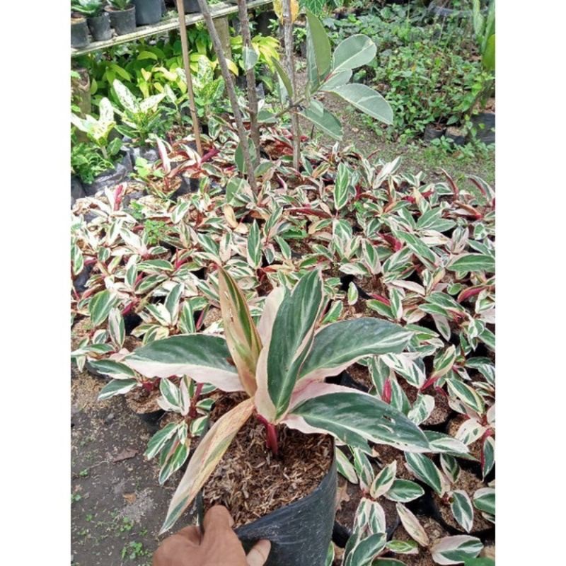 Jual Tanaman hias Calathea Multicolor - Meranti - Merah putih - Three ...
