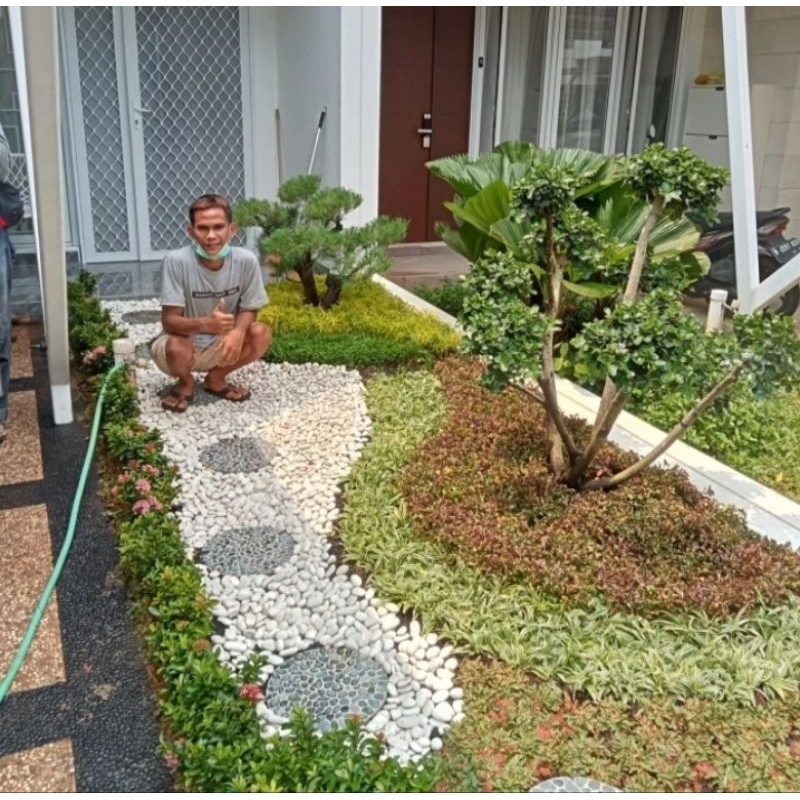 Jual rumput gajah mini kombinasi batu koral | Shopee Indonesia