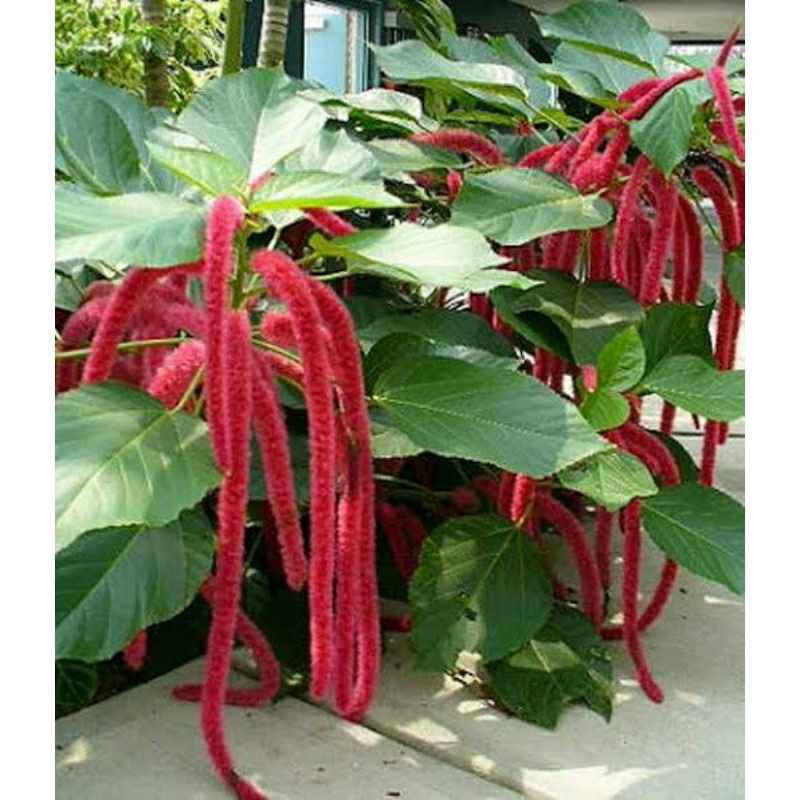 Jual tanaman Bunga Ekor Kucing - ( Acalypha Hispida ) | Shopee Indonesia