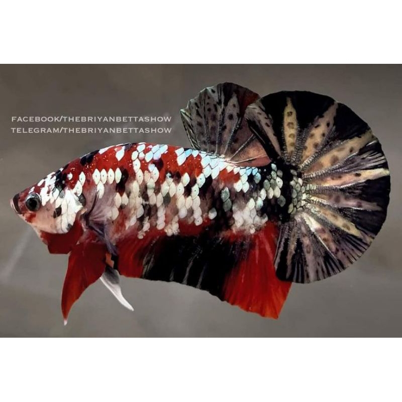 Produk Fighting_Fish | Shopee Indonesia