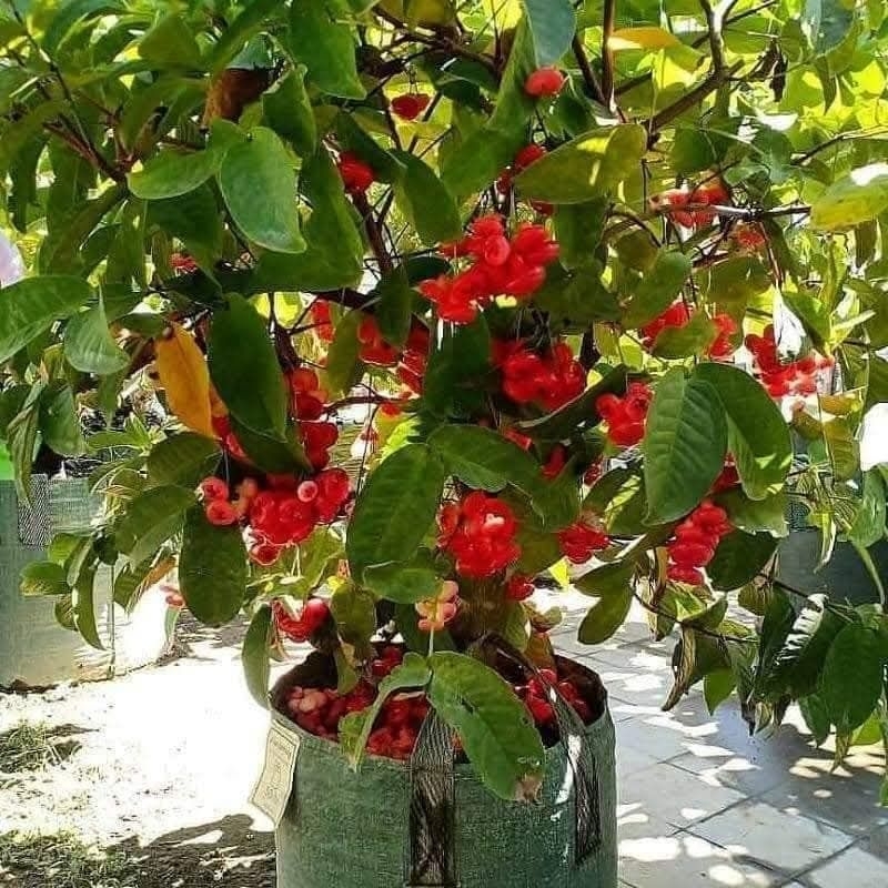 Jual Bibit Jambu Air Kancing Merah Pembibitan Okulasi Siap Berbuah dan ...