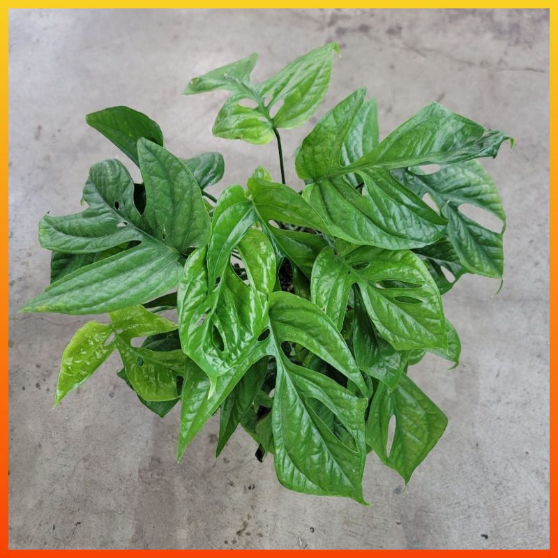 are peace lilies poisonous to cats Spathiphyllum Wallisii (Peace Lily)