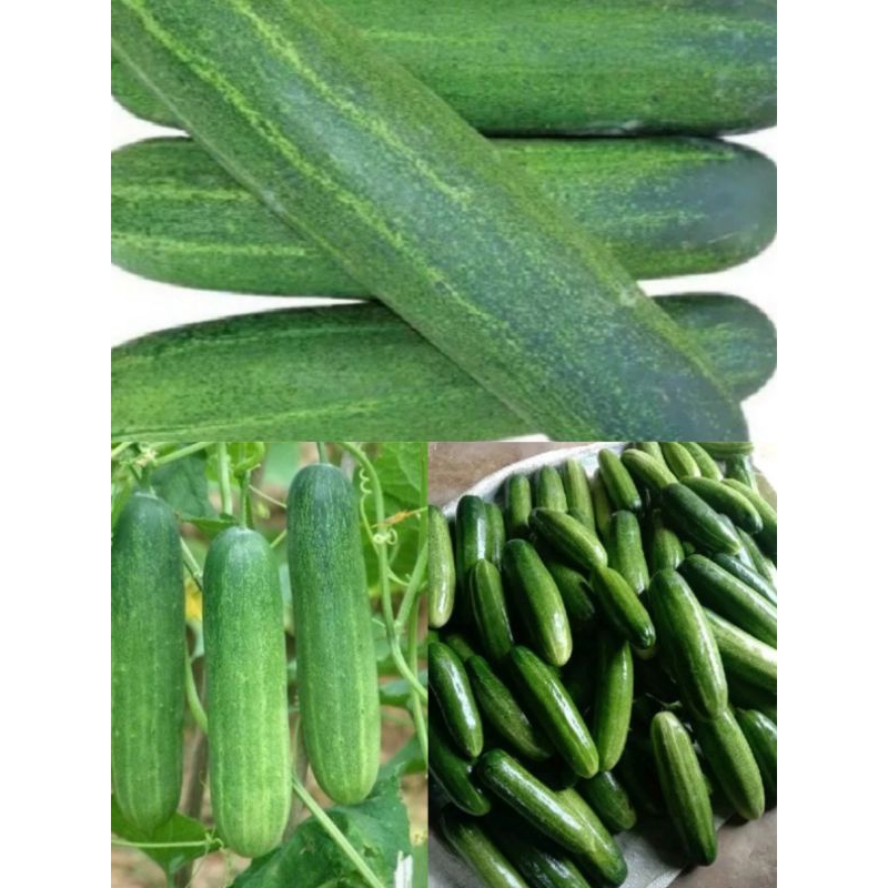 Jual timun segar 1 kg | Shopee Indonesia