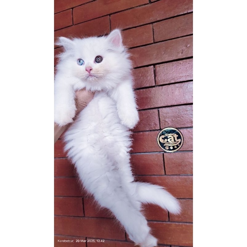 Jual Kucing Odd Eye Terlengkap & Harga Terbaru Juni 2026 | Shopee Indonesia