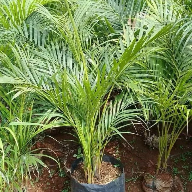 Jual pohon palm kuning rumpun tanaman hias palem kuning rumpun | Shopee ...