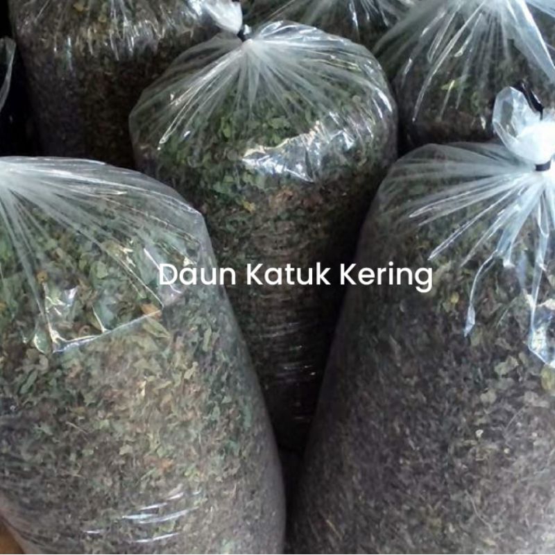 Jual Daun Katuk Kering 1kg | Shopee Indonesia