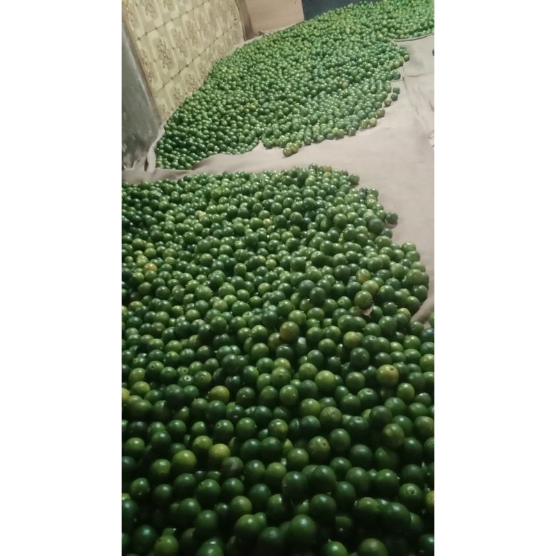 Jual jeruk songkit/kasturi 1kg harga termurah (Ukuran jeruk Random ...