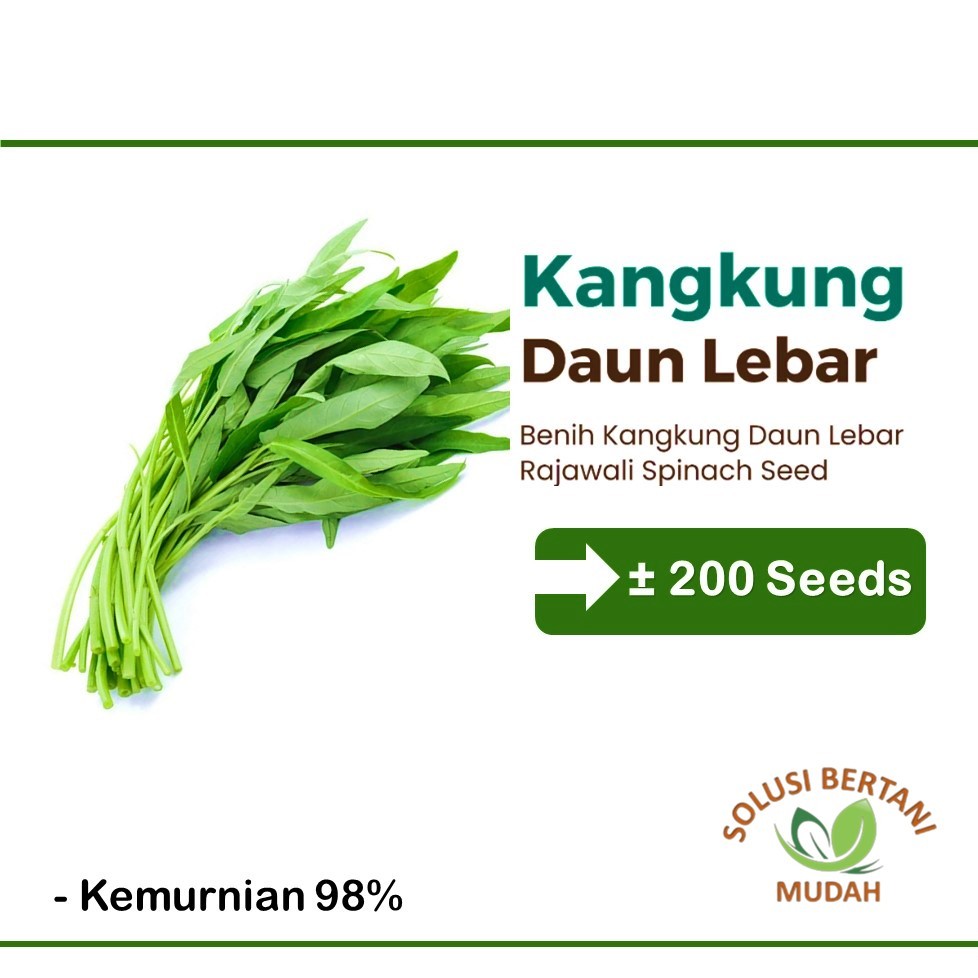 200 Biji - Bibit Sayuran Kangkung Daun Lebar Unggul
