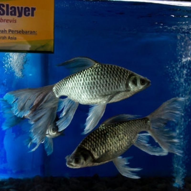 Jual packing isi Kaviat slayer ukuran 5-6 cm tawes kumpai Kaviat kumpei ...