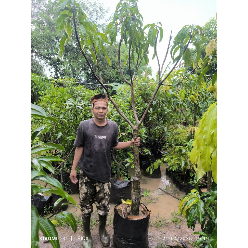 Jual bibit mangga r2e2 (batang bonggol) | Shopee Indonesia