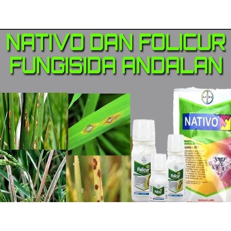Jual Fungisida NATIVO 75WG 12,5 gram untuk Mengendalikan Penyakit Blas ...