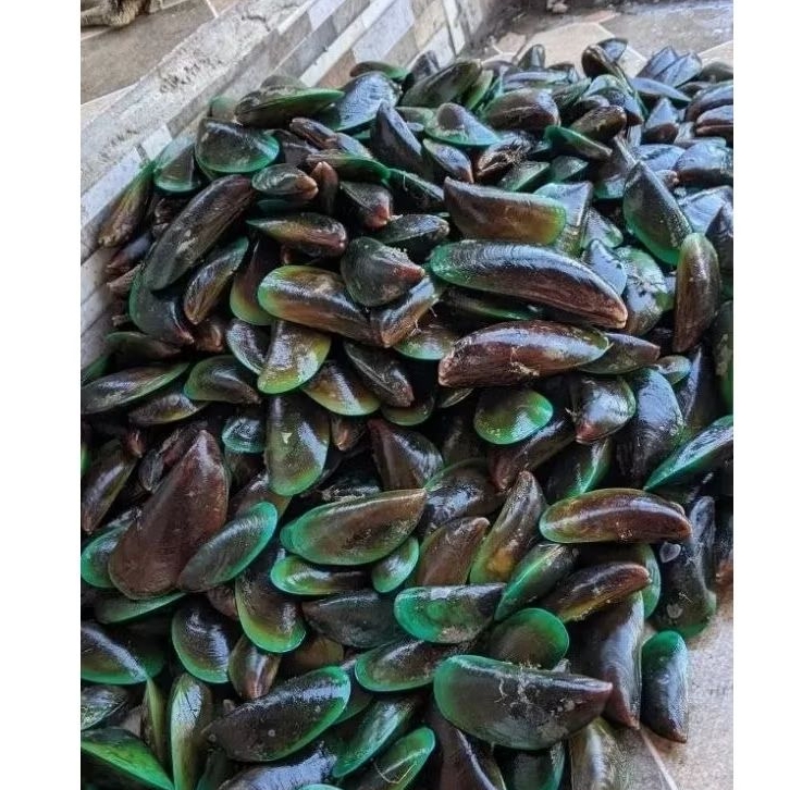 Jual kerang Hijau besar Kerang ijo live hidup kerang hasil laut Segar ...