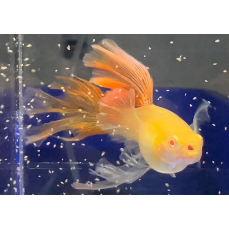 Jual HIASAN AQUARIUM SEPASANG VVIP GUPPY SWALLOW RIBBON ALBINO RED LACE ...