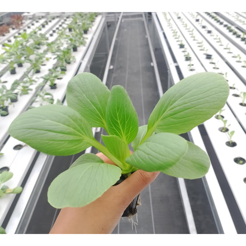 Pakcoy Tanaman Hidroponik masih baby per pot max 15cm di greenhouse, Total cek out minimal Rp. 15.000.