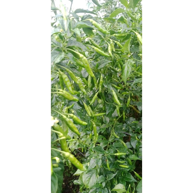 Jual Bibit Tanaman Lombok Rawit Hijau Super Jumbo Tanaman Cabe Rawit ...