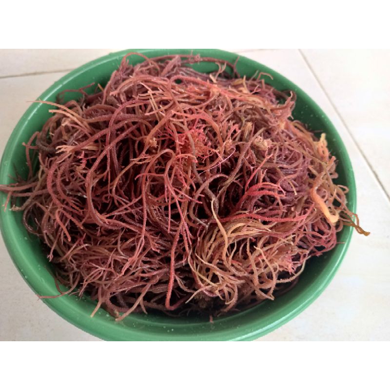 Jual Rumput Laut merah kering super agar agar rumput laut spinosum sp ...