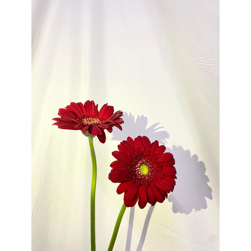 Jual Bunga Garbera Asli Fresh Flower / Aneka Bunga Potong Warna Merah ...