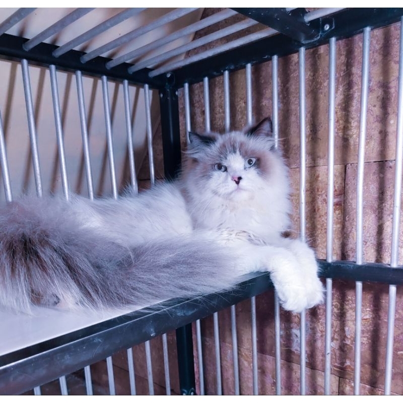 Jual kucing ragdoll pure | Shopee Indonesia