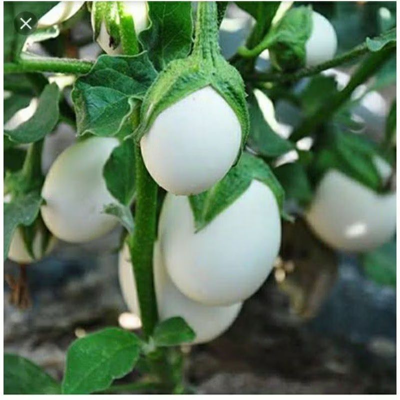 Jual BENIH/BIJI TERONG TELUR PUTIH (10 butir) | Shopee Indonesia