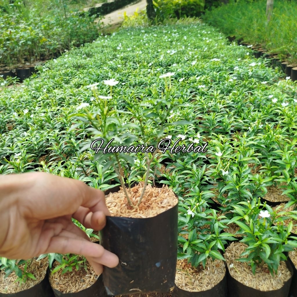 Jual Tanaman Rombusa Mini/Saberna Mini Tanaman/Pohon Hias | Shopee ...