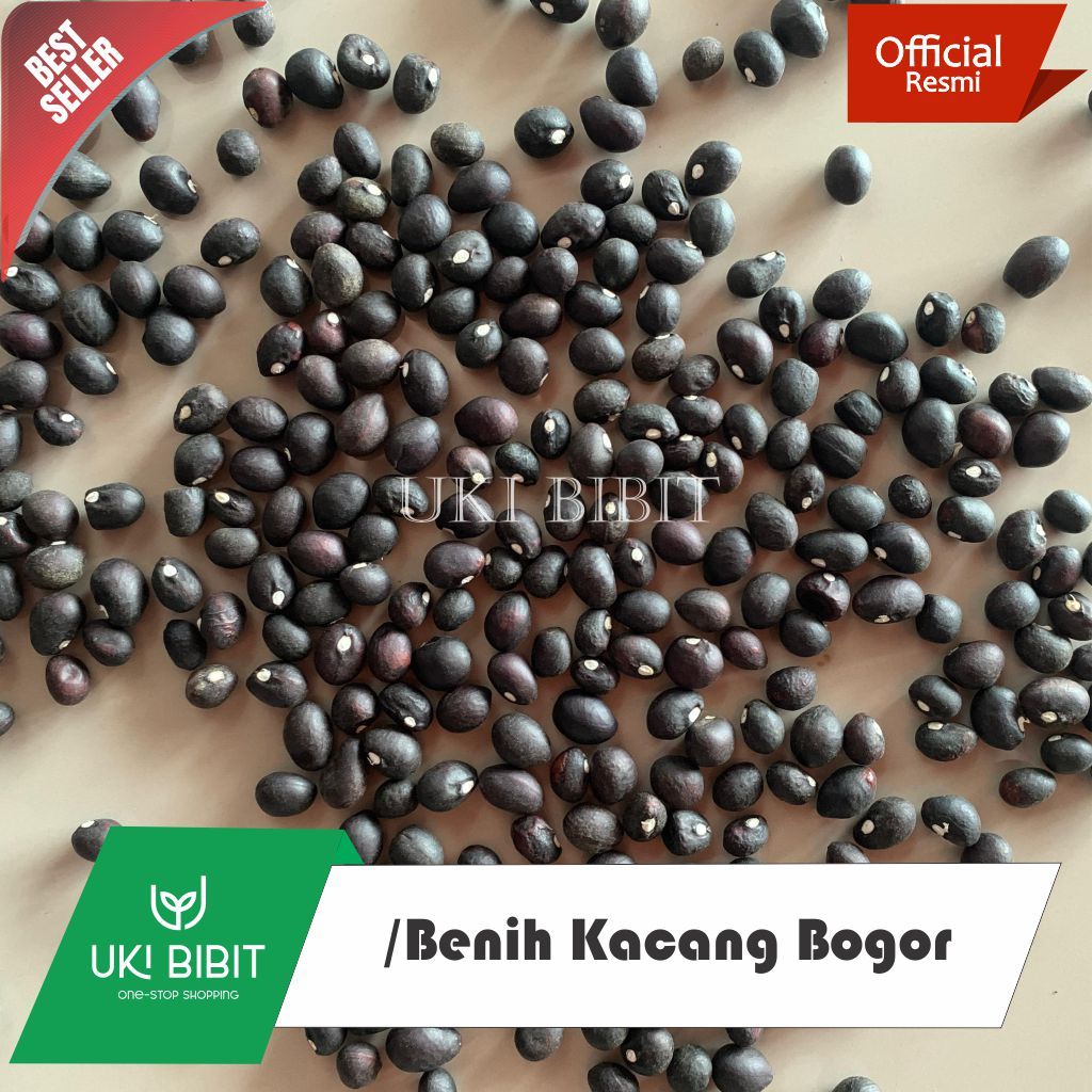 Jual ( 100 Butir ) Benih Biji Kacang Bogor Gondolo Siap Tanam Sudah ...