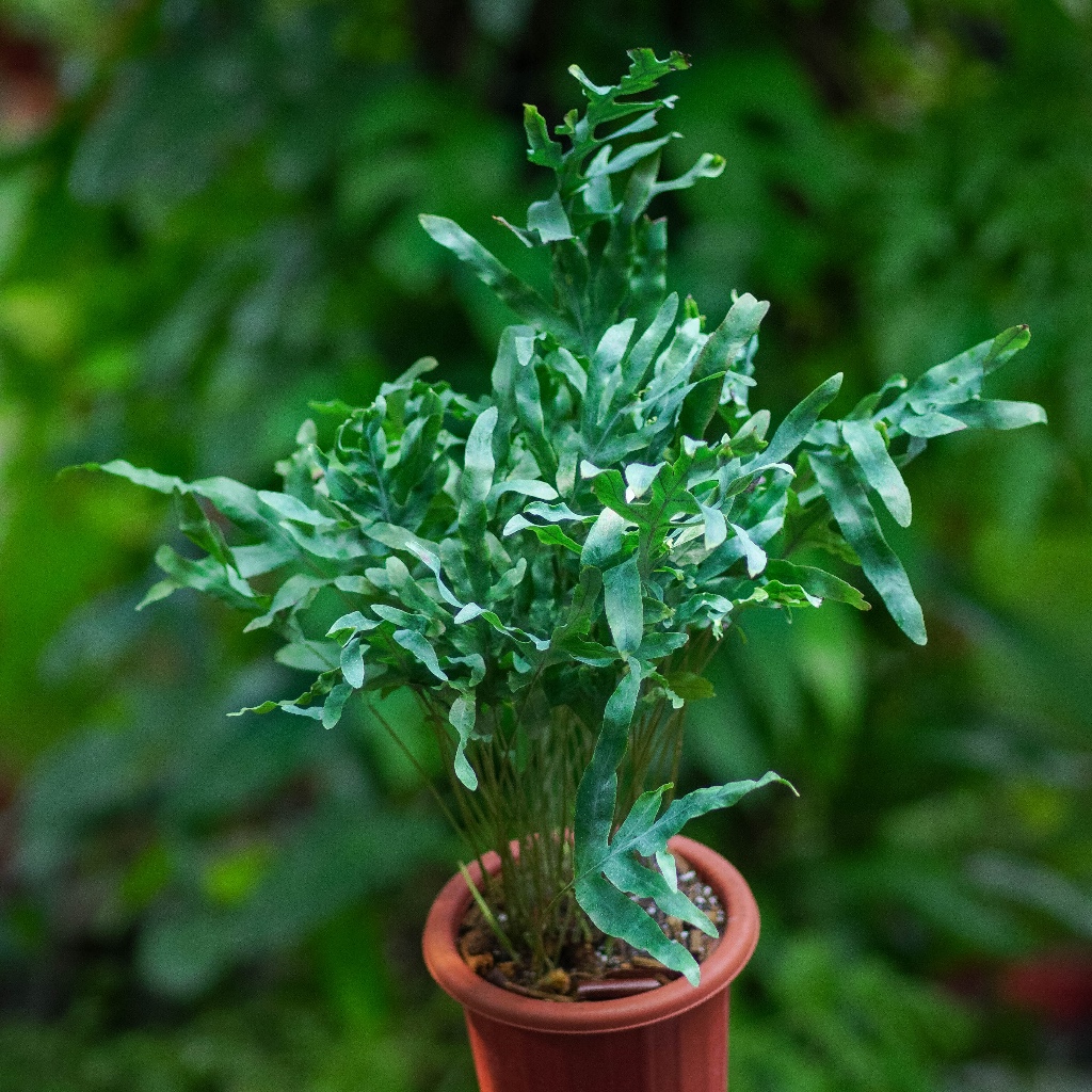 Jual Phlebodium aureum / Blue Star Fern / Tanaman Pakis Epifit | Shopee ...