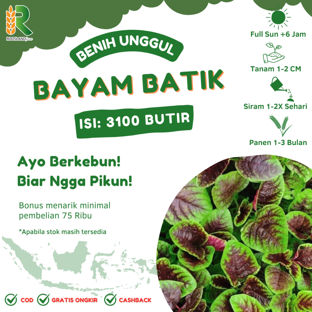 Jual (3.100 BUTIR) BENIH BIJI BAYAM BELANG BATIK KUALITAS UNGGUL ...