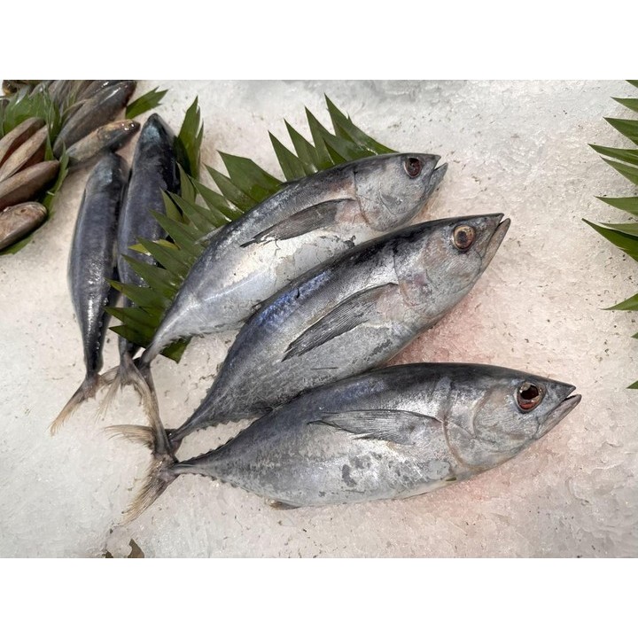 Jual IKAN TONGKOL SEGAR / TONGKOL FISH | Shopee Indonesia