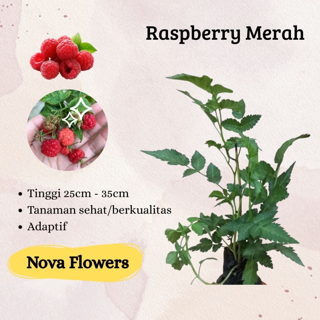 Jual Tanaman Buah Raspberry Merah | Shopee Indonesia