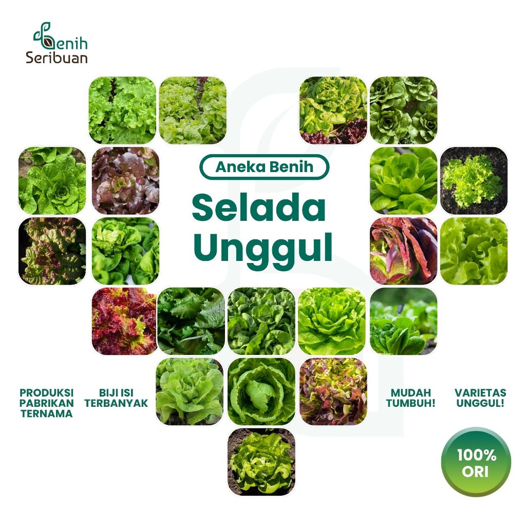 BENIH SERIBUAN - Aneka Bibit Selada Tanaman Sayur Sayuran Hidroponik Varian Unggulan