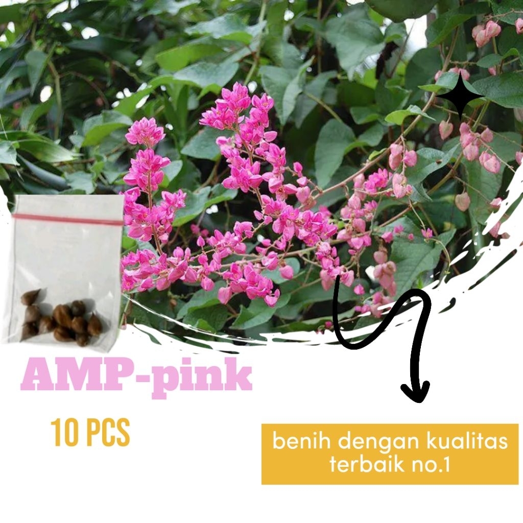benih tanaman bunga air mata pengantin (antigonon leptopus) pengendali hama di perkebunan
