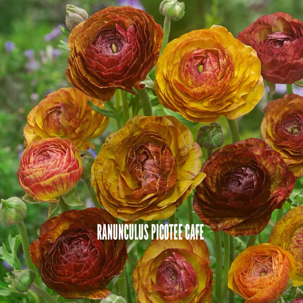 Jual Bunga Ranunculus Terlengkap & Harga Terbaru Agustus 2026 | Shopee ...
