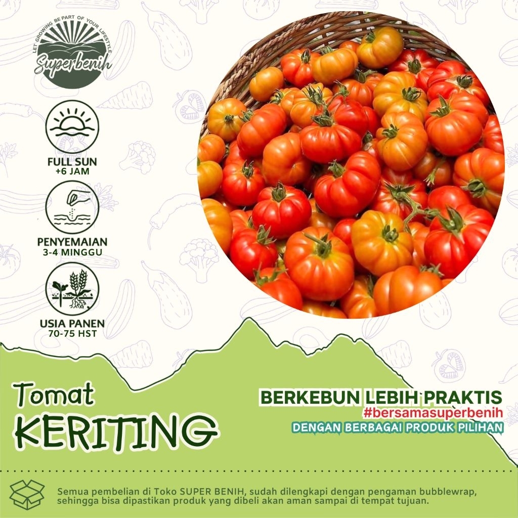 Jual 25 Biji - Benih TOMAT KERITING, tomat lokal ranti sangat cocok ...