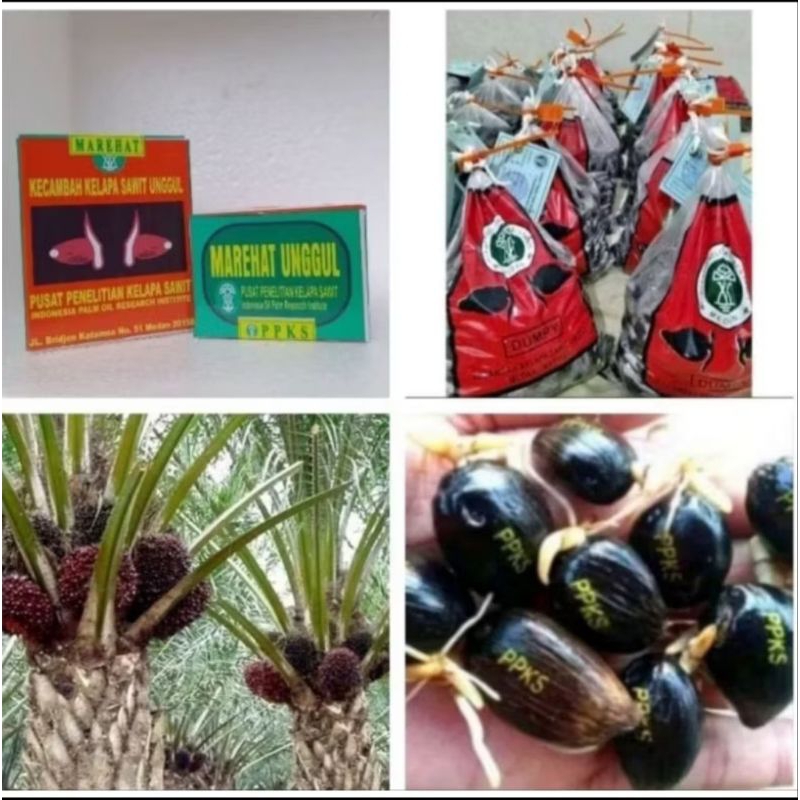 Jual BENIH KECAMBAH SAWIT MARIHAT DUMPY ISI 250 BUTIR | Shopee Indonesia