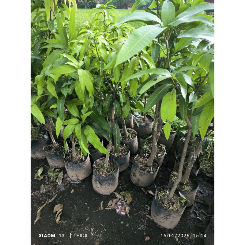 Jual mangga pendek rimbun all jenis (5kg) | Shopee Indonesia