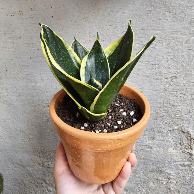 Jual Sansevieria Variegata / Lidah Mertua Kuning / Tanaman Hias Asli ...
