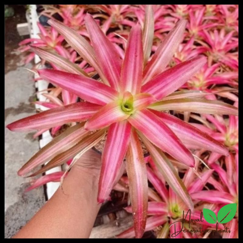 Jual Promk COD!!! Tanaman hias bromelia tri color - tanaman bromelia ...