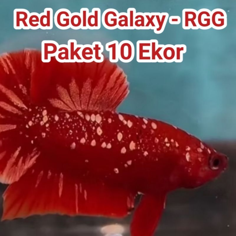Jual PROMO TERMURAH Hiasan Etalase Cupang RGG Red Gold Galaxy (Bahanan ...