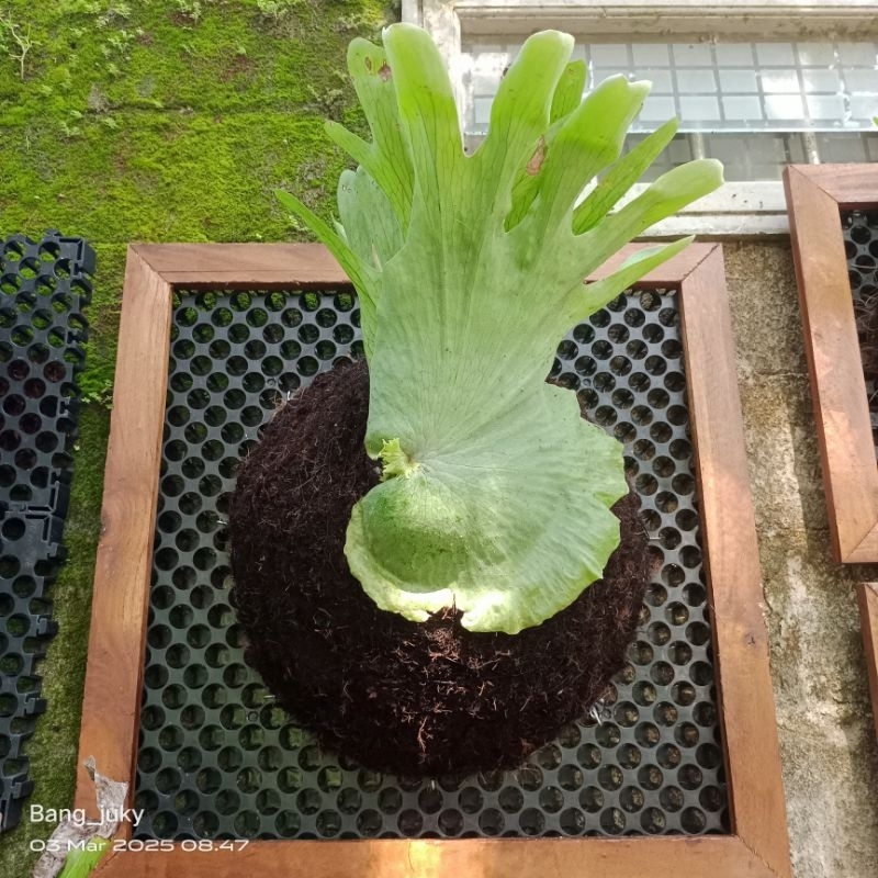 Jual platycerium wandae /simbar wandae ukuran dc 50cm | Shopee Indonesia