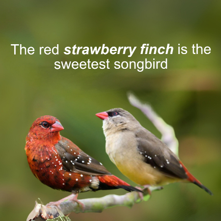 Photo inspiration: Gallery Detail: Jual Strawberry Finch Satuan Sepasang Cocok Untuk Aviary