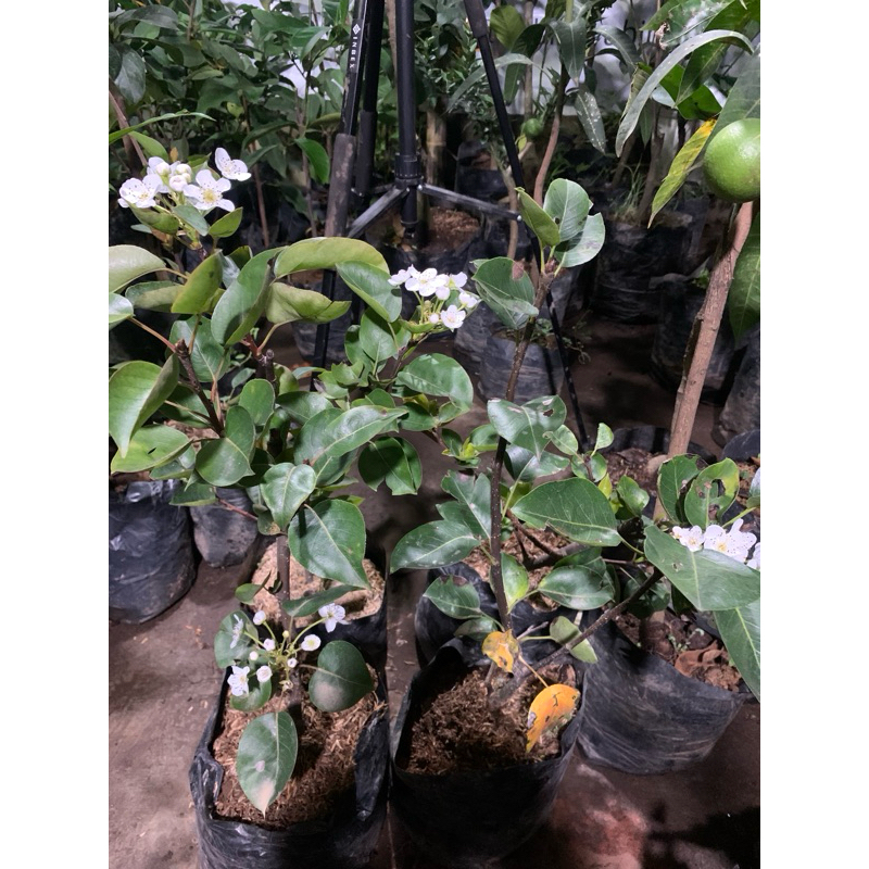 Jual pir indukan kondisi berbunga berbuah | Shopee Indonesia